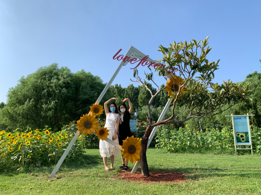 郑州植物园向日葵花展开幕！29个品种3万余株多姿多彩
