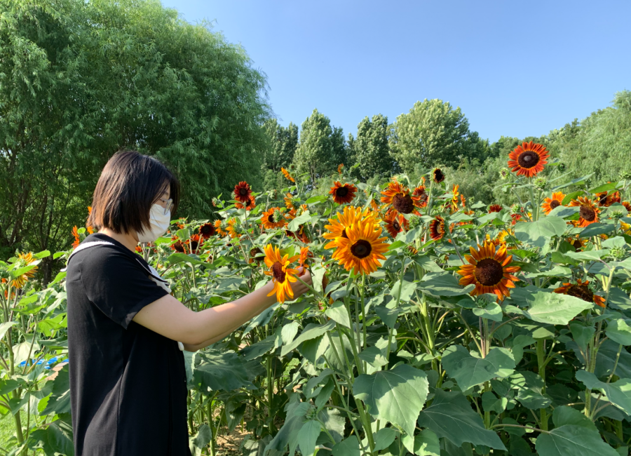 郑州植物园向日葵花展开幕！29个品种3万余株多姿多彩