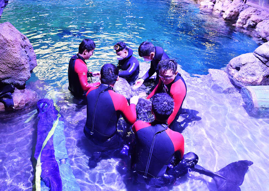 “海豚天團”來啦！鄭州海洋館極地動物世界迎來“貴客”