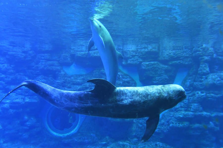 “海豚天團”來啦！鄭州海洋館極地動物世界迎來“貴客”