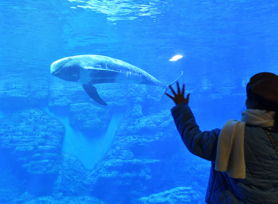 “海豚天團”來啦！鄭州海洋館極地動物世界迎來“貴客”