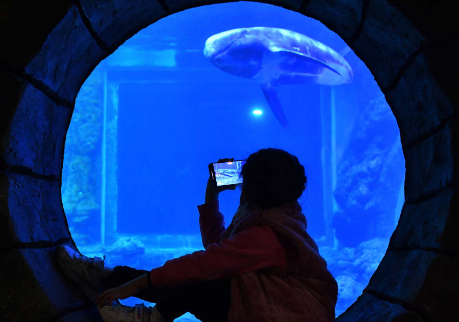 “海豚天团”来啦！郑州海洋馆极地动物世界迎来“贵客”