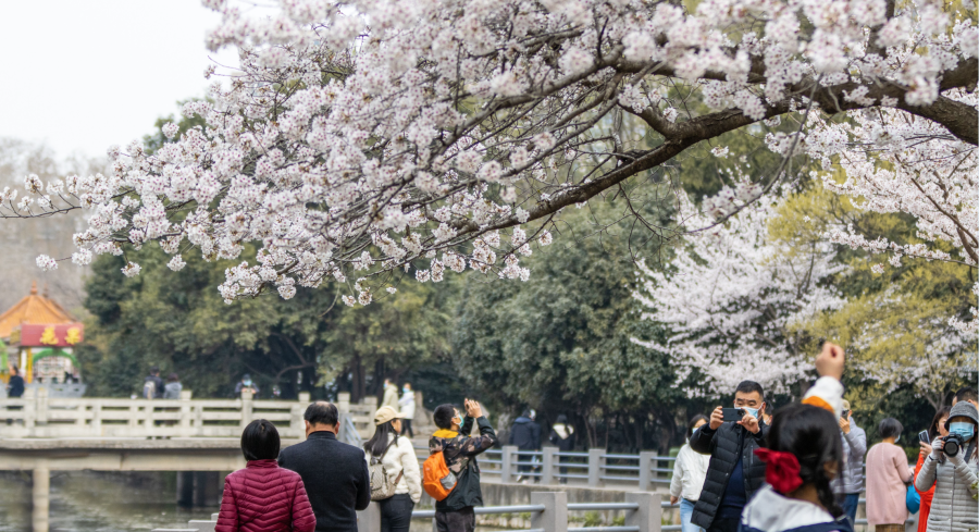 万紫千红春满园 郑州即将进入“花季”