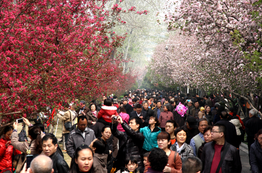 万紫千红春满园 郑州即将进入“花季”