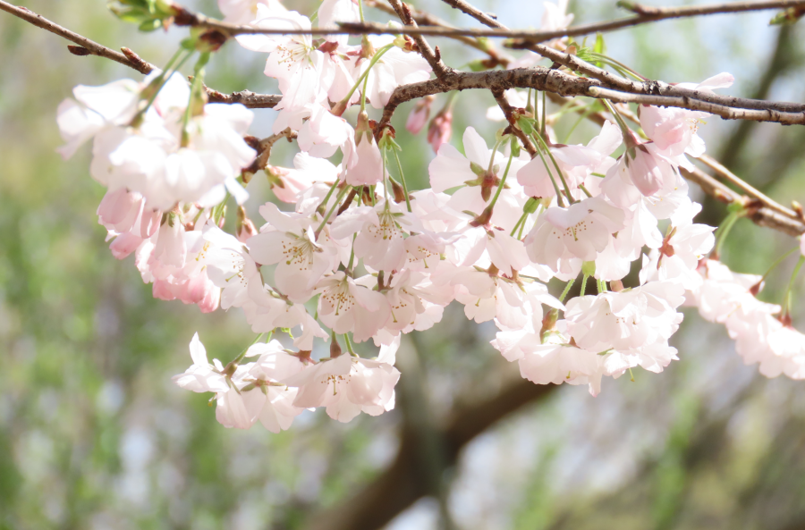 原来最喜欢的是樱花盛放的季节