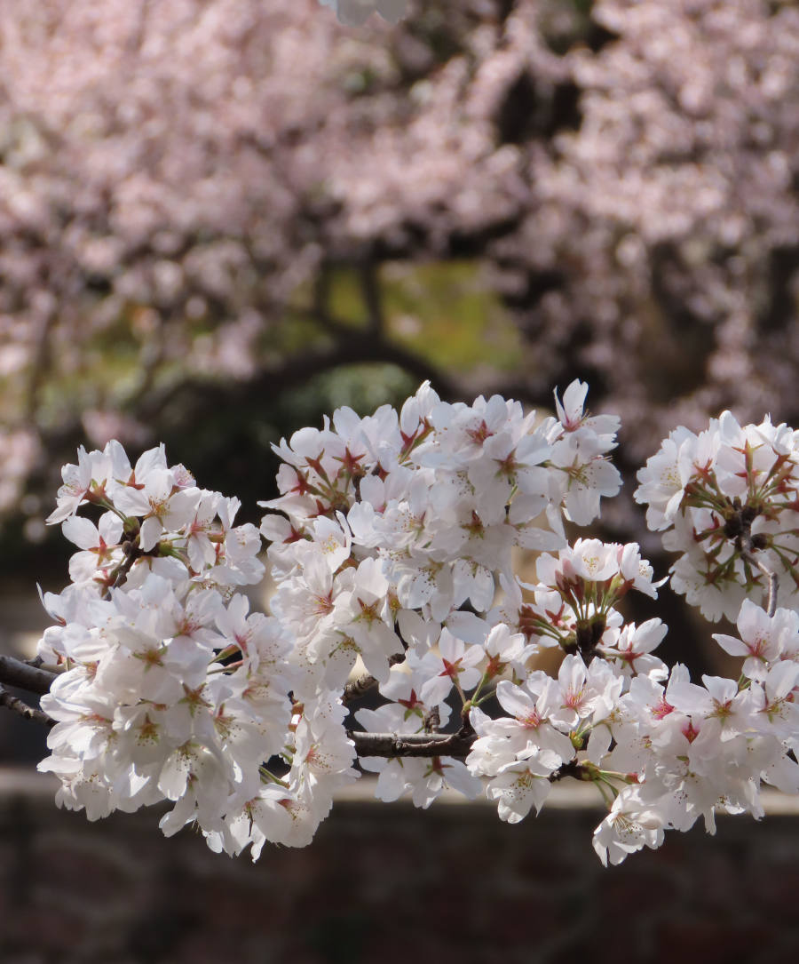 赏花正当时！郑州人民公园樱花正盛