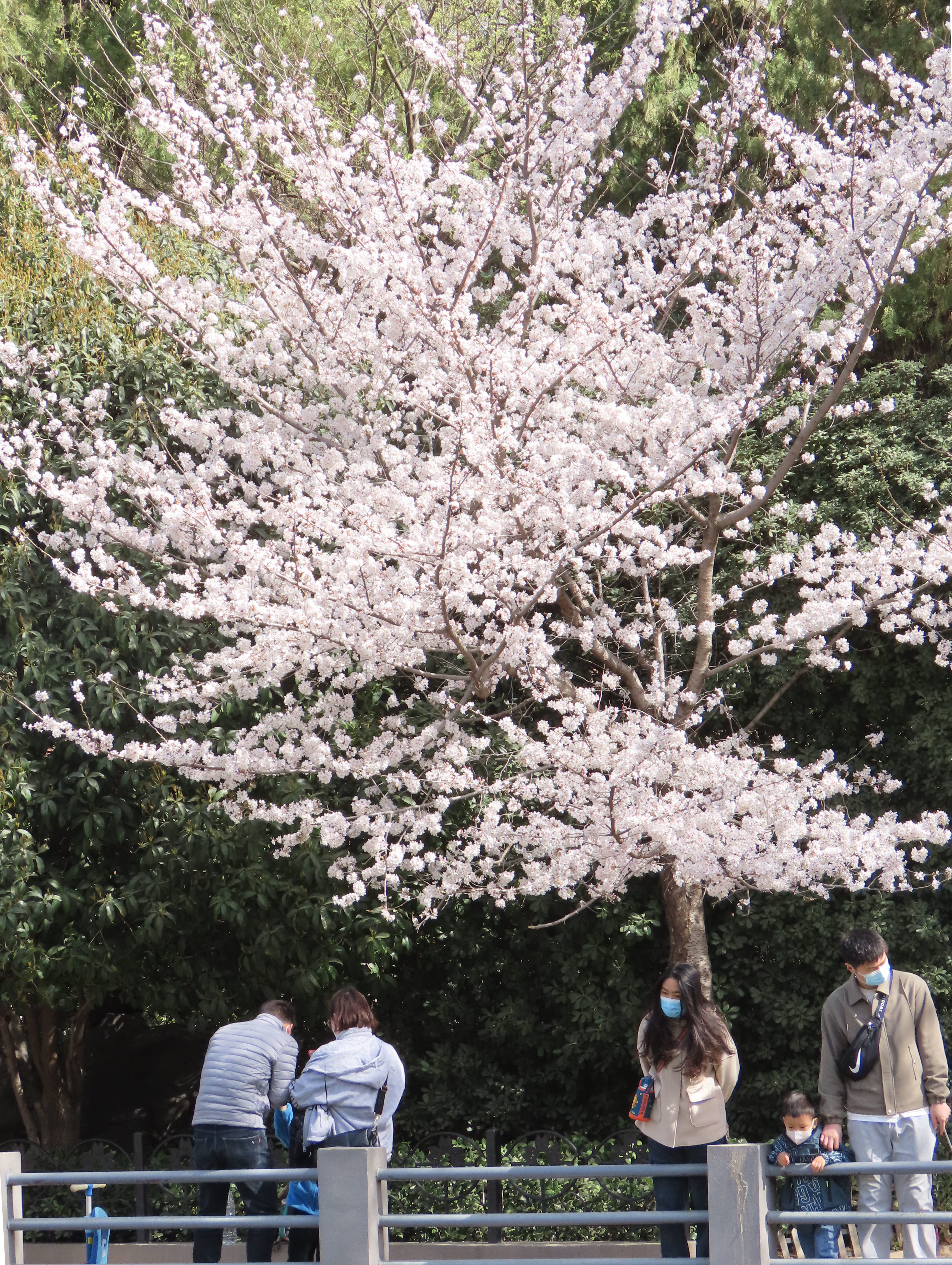 赏花正当时郑州人民公园樱花正盛