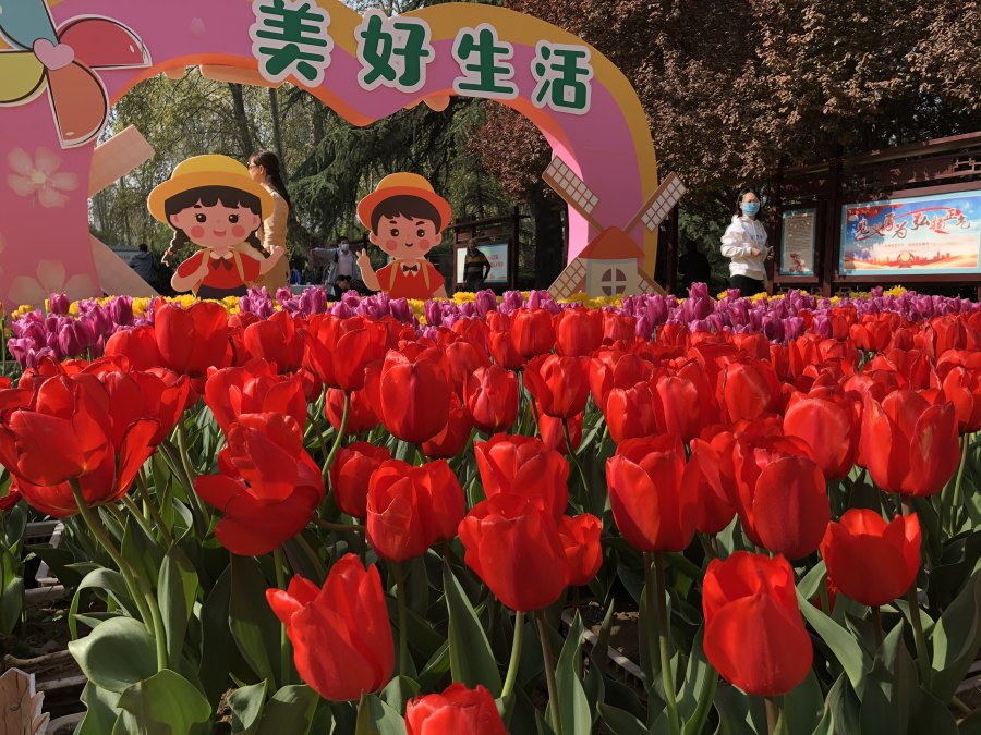 展出至4月10日！郑州人民公园郁金香花展开幕