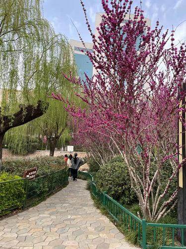“绿满商都·花绘郑州”紫荆花展3月22日与你有约