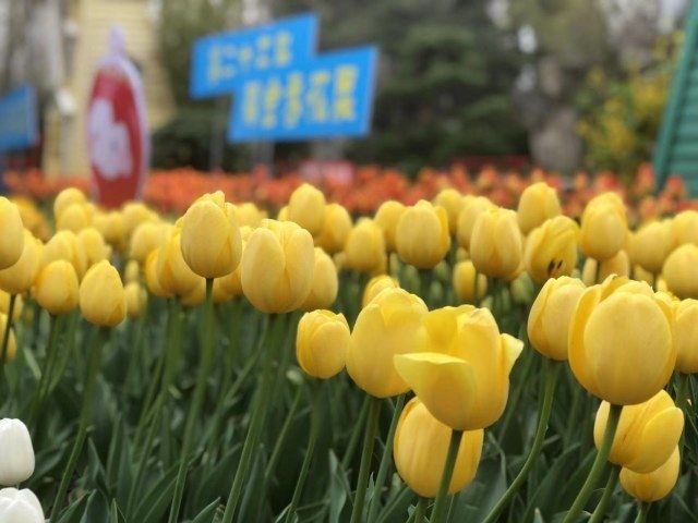 郑州人民公园第二十五届郁金香花展明天开幕
