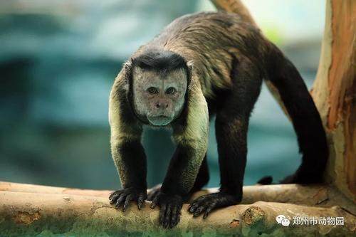 “国字脸”猴子走红，郑州动物园也有