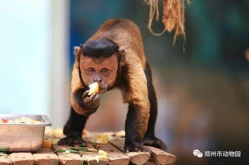 “国字脸”猴子走红，郑州动物园也有
