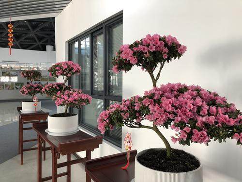 數十個品種 千余盆花卉 春節賞花請到鄭州市青少年公園