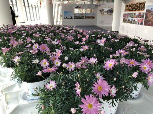 數十個品種 千余盆花卉 春節賞花請到鄭州市青少年公園