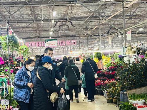 郑州花卉市场 姹紫嫣红迎新春