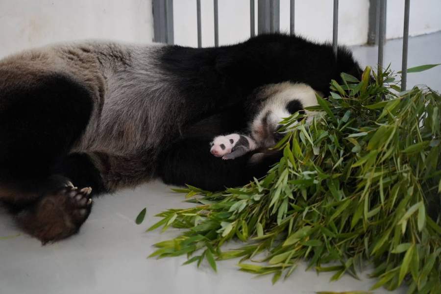 旅俄大熊猫“丁丁”诞下幼崽，萌照曝光